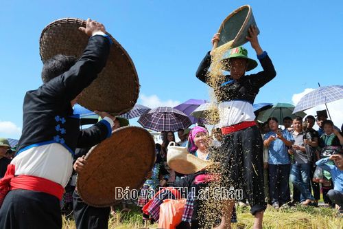 Rộn ràng ngày mùa trên những cánh đồng lúa chín vàng.