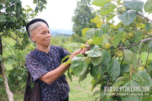 Bà Nông Kim Khoa thu hoạch hồng Vành khuyên