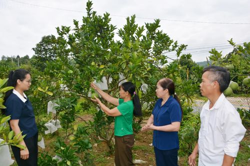 Bí thư Chi bộ thôn Múc Lưu Nguyệt Anh (thứ hai từ phải sang) trao đổi với người dân về kỹ thuật chăm sóc cây trồng.