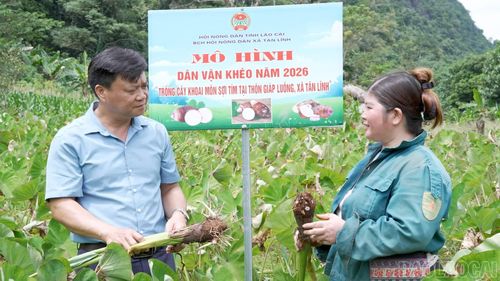 Mô hình trồng khoai tím tại thôn Khai Trung, xã Tân Lĩnh, bước đầu cho kết quả tích cực, mở ra hướng phát triển cây trồng mới cho người dân địa phương.