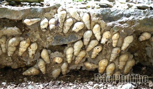 Những vỏ ốc xếp tầng dày - dấu tích nơi người nguyên thủy sinh sống.