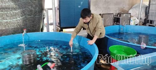 Mô hình nuôi cá tầm thương phẩm theo tiêu chuẩn VietGAP của HTX Suối Ngà Đồng Mây, xã Sơn Lương có thể nhân rộng ở nhiều địa phương trên địa bàn tỉnh.