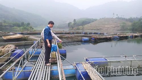 Mô hình nuôi cá thương phẩm trong lồng trên lòng hồ Xuân Sơn của gia đình ông Phan Hữu Mai, xã Xuân Đài cho hiệu quả kinh tế cao.
