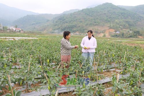 Mô hình trồng ớt xuất khẩu của nhân dân xã Phù Yên.