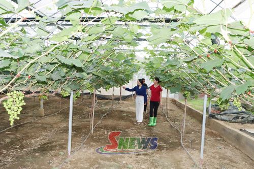 Mô hình trồng nho của HTX nông nghiệp Mường Tấc, xã Phù Yên.