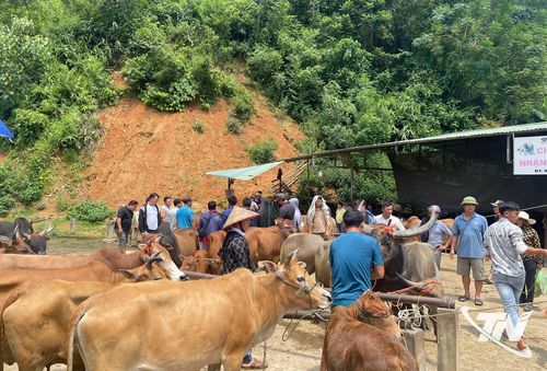 Mỗi phiên chợ trâu, bò Nghiên Loan có hàng nghìn con gia súc được mua bán tại đây.