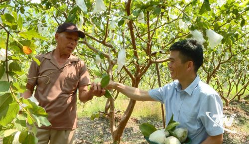 Người dân xóm Phượng Hoàng thu hoạch ổi.