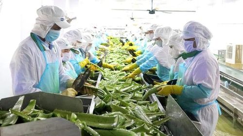  Thị trường châu Âu cho thấy khá rõ cơ hội cho hàng Việt, nhưng người mua cũng đang chọn hàng kỹ hơn. 