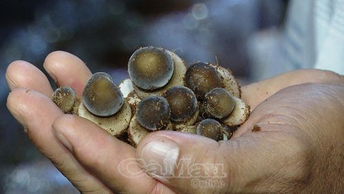 Mô hình trồng nấm mối đen trong nhà kín của ông Nguyễn Quốc Thái đang cho thu hoạch.