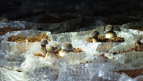 Nấm mối đen trồng trong nhà kín có thể cho thu hoạch liên tục từ 4,5 đến 5 tháng.
