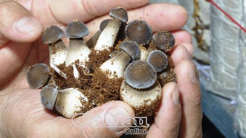 Nấm mối đen được trồng trong môi trường khép kín, với các điều kiện nhiệt độ và độ ẩm được kiểm soát.