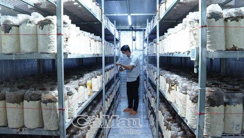 Ông Nguyễn Quốc Thái, Chủ tịch Hội Nông dân xã Vĩnh Lộc, kiểm tra sự sinh trưởng của nấm.