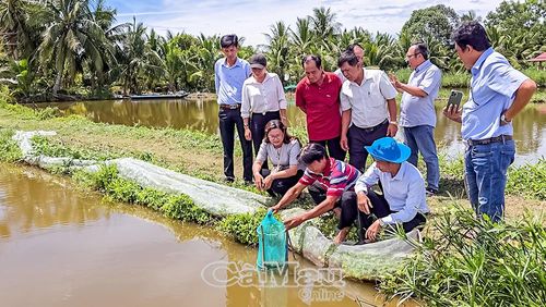 Cán bộ địa phương tham quan thực tế việc thu hoạch tép chấu của người dân ở ấp Sơn Trắng.