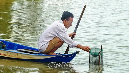 Ông Tăng Thành Ngoan (ấp Sơn Trắng, xã Vĩnh Lộc) đặt tép chấu bán mỗi ngày với chiếc lọp đơn giản.