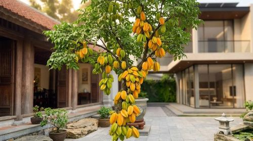 Nên chọn vị trí trồng cây khế phù hợp. Ảnh minh họa.
