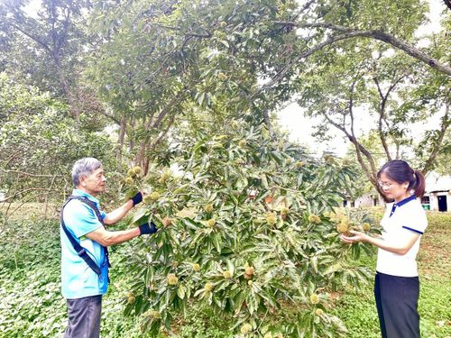  Vườn dẻ của gia đình ông Hoàng Văn Đồng, xóm Co Sầu 4, xã Trùng Khánh, bình quân mỗi năm thu hơn 1,2 tấn hạt, cho doanh thu gần 160 triệu đồng. Ảnh Quốc Sơn 