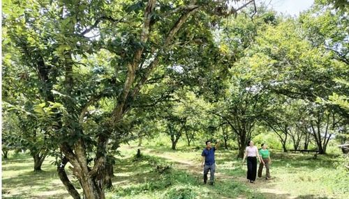  Xã Trùng Khánh hiện có hơn 43 ha cây dẻ cho thu hoạch, giá trị sản xuất bình quân đạt hơn 300 triệu đồng/ha/năm. 