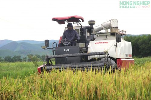 Nông dân Nghệ An tích cực thu hoạch lúa vụ Hè thu 2026 trên địa bàn. (Ảnh: Việt Hòa)