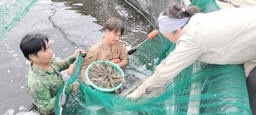 Người dân chủ động thu hoạch tôm để tránh bão tại xã Hoa Lộc, tỉnh Thanh Hóa.