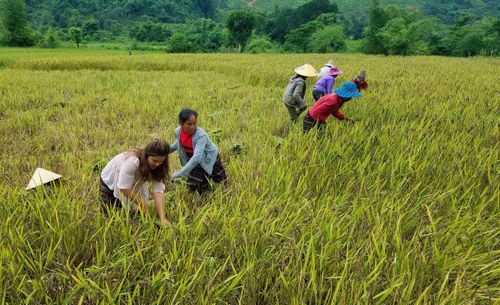 Phụ nữ dân tộc Bru – Vân Kiều ở xã Kim Ngân vươn lên phát triển kinh tế hộ gia đình (trong ảnh, bà con thu hoạch lúa nếp than). Ảnh: H.G
