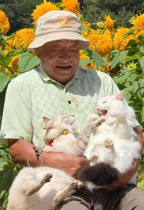 Những bức ảnh của Chouchou và Miko được nhiều người thích thú bởi vẻ mặt “khó ở” cùng những màn tranh giành không hồi kết. Hai con mèo liên tục tung “nắm đấm”, không bên nào chịu nhường bên nào, đến mức "người bố" phải ra tay can thiệp và tách Miko khỏi Chouchou.