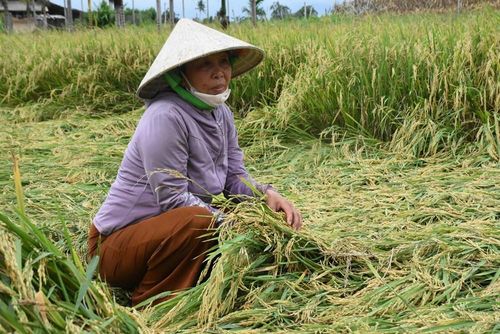 Nỗi lo hiện rõ trên gương mặt người nông dân khi lúa bị ngã đổ hàng loạt