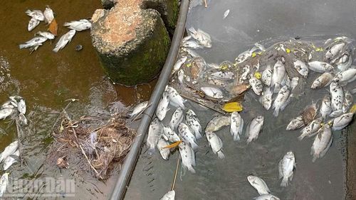  Một số cá chết nhiều ngày trước nên bốc mùi hôi nồng nặc. (Ảnh: CÔNG LÝ) 