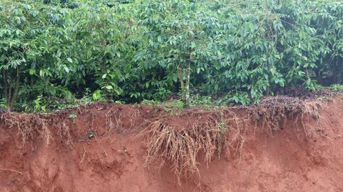 Cây cà phê ở thôn Plei O Pếch bị sạt lở, chỉ còn trơ gốc. Ảnh: HỮU PHÚC