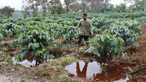 Cà phê của người dân ở thôn thôn Plei O Pếch bị ngập. Ảnh: HỮU PHÚC