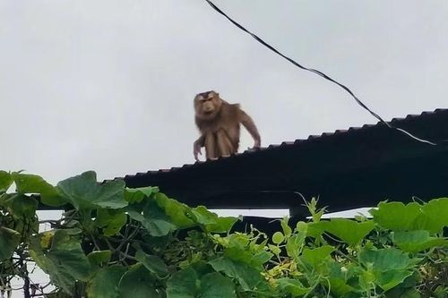 Khỉ hoang bất ngờ xuất hiện trong khu dân cư tại xã Đăk Mar, tỉnh Quảng Ngãi.