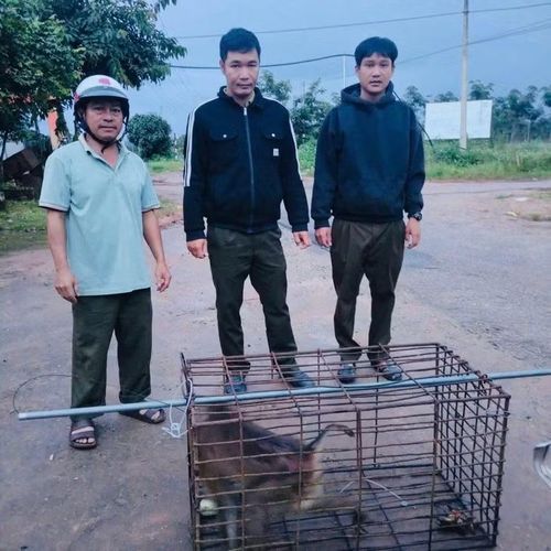 Khỉ hoang được lực lượng chức năng địa phương vây bắt, đảm bảo an toàn cho người dân.