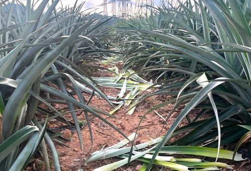 Hàng loạt cây dứa trong trang trại của anh Hồ Huy Hoàng bị phá hư hỏng phần chồi, ngọn.