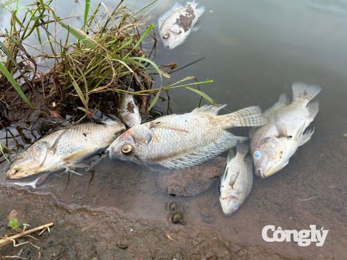 Cá rô phi chết bốc mùi hôi thối