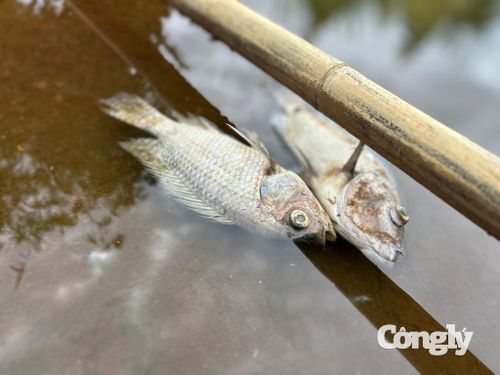 Cá chết với số lượng nhiều tại hồ thủy lợi