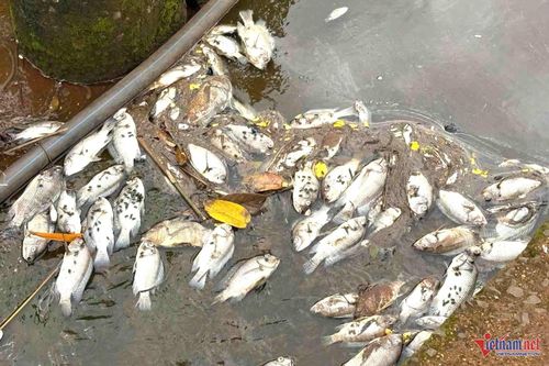 Hầu hết cá chết là rô phi. Ảnh: Hải Dương