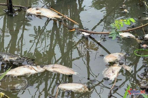 Nhiều xác cá đang phân hủy gây ô nhiễm môi trường. Ảnh: Hải Dương