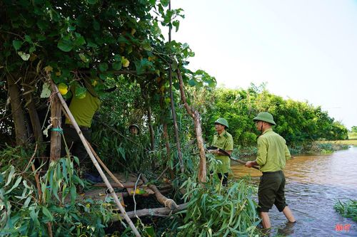Lực lượng Hạt Kiểm lâm Thạch Hà tháo dỡ lùm, bẫy chim trời trên địa bàn.