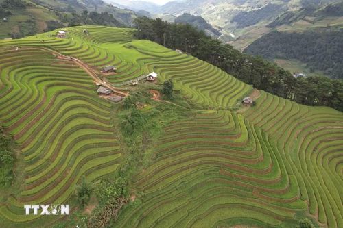 Thời điểm này, Mù Cang Chải trở thành điểm hẹn của những nhiếp ảnh gia và du khách yêu thích khám phá. Mỗi góc nhìn, mỗi thời khắc trong ngày lại mang đến một vẻ đẹp khác nhau. (Ảnh: Tuấn Anh/TTXVN)