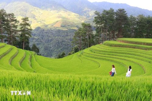 Võng lúa Sáng Nhù ở Mù Cang Chải trở thành điểm checkin của các bạn trẻ. (Ảnh: Tuấn Anh/TTXVN)