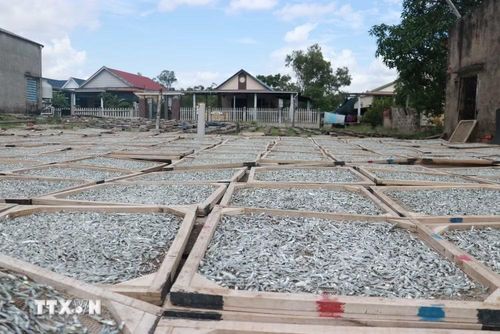 Nguồn hải sản tươi dồi dào không chỉ phục vụ thị trường tiêu dùng mà còn cung cấp nguyên liệu cho các cơ sở chế biến thủy sản truyền thống ở địa phương. (Ảnh: Tường Vi/TTXVN)