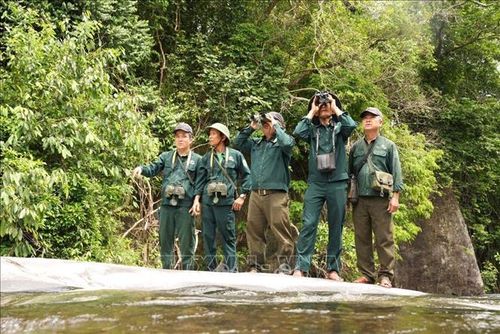 Các nhóm tiên phong bảo tồn Chà vá chân xám tại địa phương hỗ trợ hiệu quả trong công tác tuần tra, giám sát, phát hiện vi phạm và tuyên truyền nâng cao nhận thức về bảo tồn động vật hoang dã. Ảnh: Hữu Vỹ/TTXVN phát