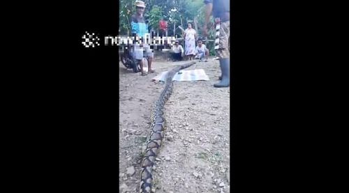 Người dân phát hiện con trẳn khủng dài hơn 7m. Ảnh: Cắt từ clip Newsflare.