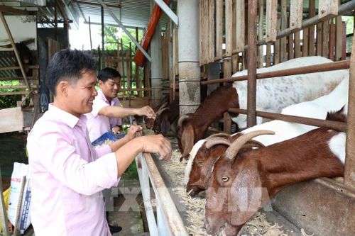 Mô hình nuôi dê sinh sản của gia đình ông Nguyễn Văn Quốc, ấp 3, xã Tân Hòa hình thành từ nguồn vốn vay của Ngân hàng hàng chinh sách mang lại hiệu quả kinh tế cao. Ảnh: Thanh Hòa - TTXVN 