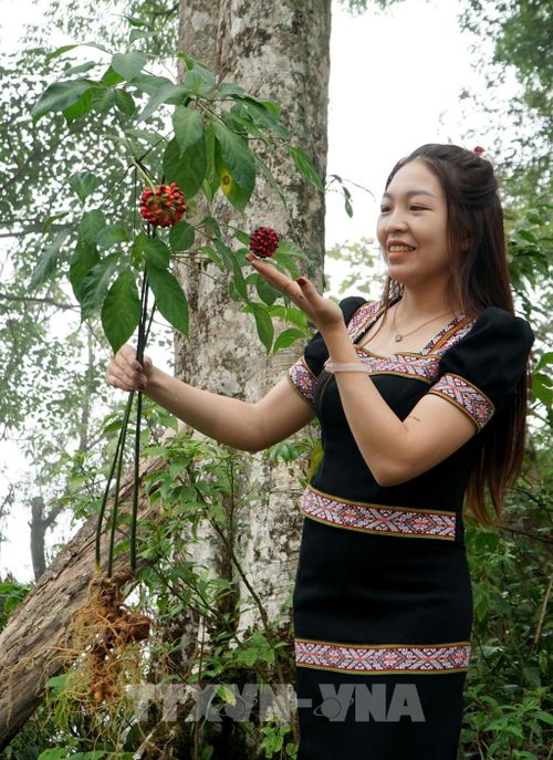 Chị Nguyễn Thị Bình (Hộ kinh doanh Bi Bình, xã Trà Linh, thành phố Đà Nẵng) giới thiệu một cây sâm Ngọc Linh nguyên vẹn từ củ đến cành lá và hoa, được chào bán với giá 7 triệu đồng. Ảnh: Quốc Dũng - TTXVN 