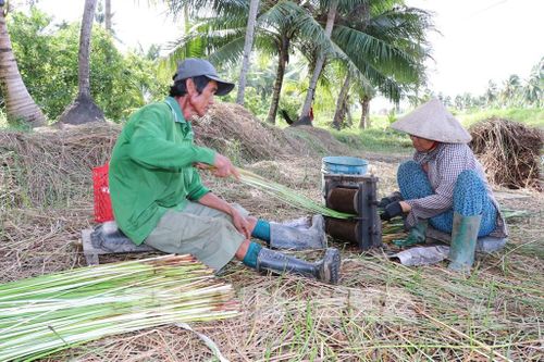 Gia đình ông Nguyễn Phương Bình, xã Bình Phú, chuyển đổi 0,8 ha đất trồng lúa sang trồng lác mang lại hiệu quả kinh tế cao hơn nhiều lần. Ảnh: Thanh Hòa - TTXVN
