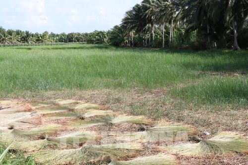 Ruộng lác 0,8ha của gia đình ông Nguyễn Phương Bình, xã Bình Phú, được chuyển đổi từ đất trồng lúa kém hiệu quả đang vào vụ thu hoạch. Ảnh: Thanh Hòa - TTXVN