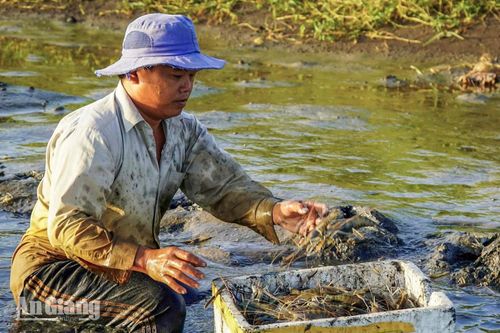 Người dân lội sình, cẩn thận bắt tôm để tránh làm gãy càng, trầy xước.