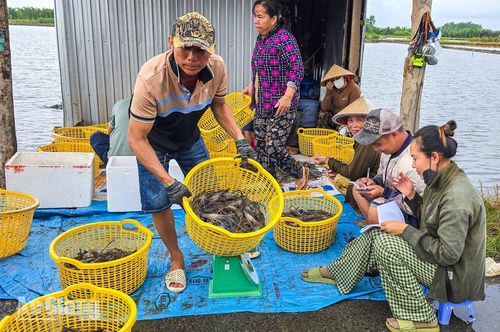 Thương lái và chủ vuông cân tôm, ghi chép số lượng tại điểm thu mua cạnh vuông nuôi.