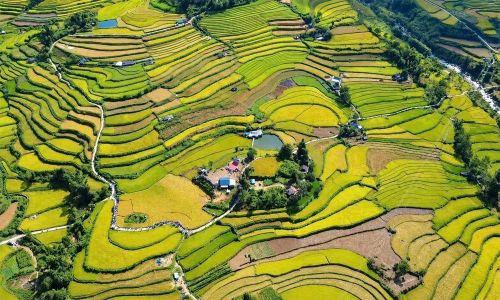 Ruộng bậc thang Tả Lèng, xã Tả Lèng, Lai Châu chín vàng trải dài.