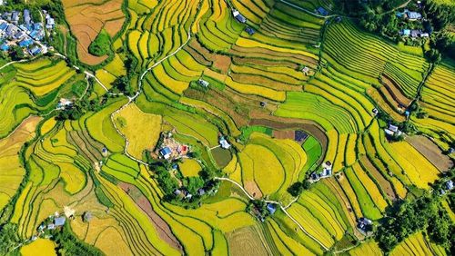Khung cảnh ruộng bậc thang Tả Lèng, xã Tả Lèng, Lai Châu vào mùa lúa chín.